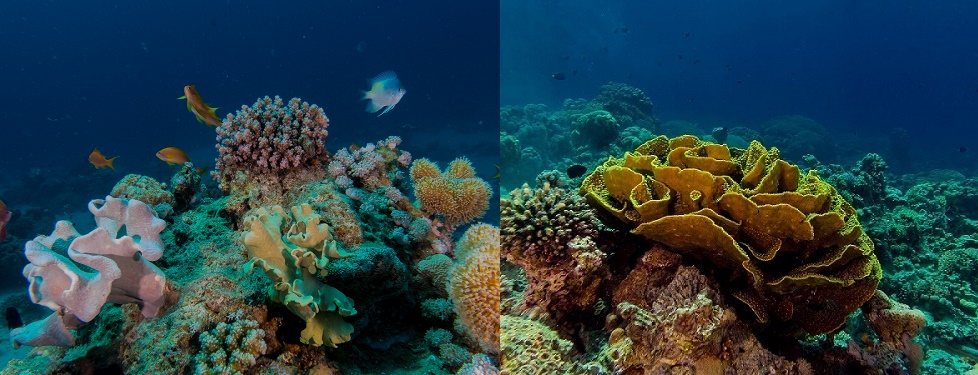  King Abdullah Reef
