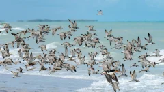 Aqaba Bird Observatory