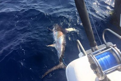 A hooked swordfish, a prized catch from deep sea fishing A hooked swordfish, a prized catch from deep sea fishing