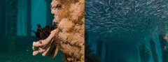 Black Rock — Dive Site in Aqaba, Jordan