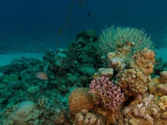 Blue Coral — Dive Site in Aqaba, Jordan
