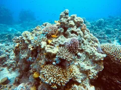 الشعاب المرجانية في العقبة