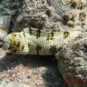 Eel Canyons — Dive Site in Aqaba, Jordan