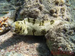 Eel Canyons — Dive Site in Aqaba, Jordan