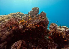 First Bay North — Dive Site in Aqaba, Jordan