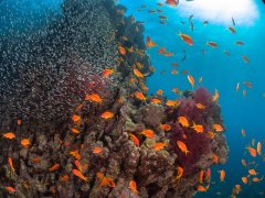 First Bay South — Dive Site in Aqaba, Jordan