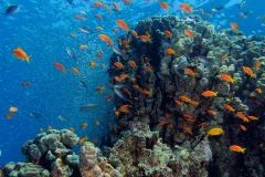 Gorgon I — Dive Site in Aqaba, Jordan