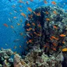 Gorgon I — Dive Site in Aqaba, Jordan