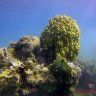 Gorgon II – Dive Site in Aqaba, Jordan