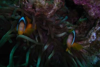 The next three? Well, that’s up to you. You can choose from any of these specialty dives. The next three? Well, that’s up to you. You can choose from any of these specialty dives.