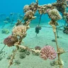 Japanese Gardens – Dive Site in Aqaba, Jordan