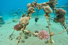 Japanese Gardens – Dive Site in Aqaba, Jordan