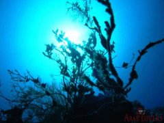 Moon Valley — Dive Site in Aqaba, Jordan