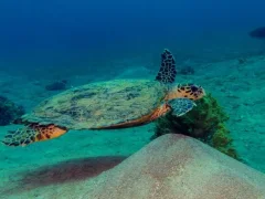 New Canyon — Dive Site in Aqaba, Jordan