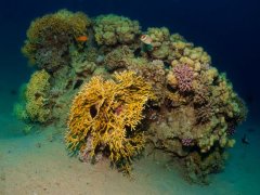Paradise — Dive Site in Aqaba, Jordan