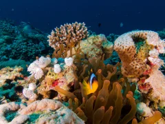 Power Station — Dive Site in Aqaba, Jordan