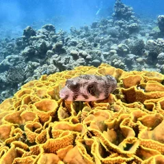Rainbow Reef – Dive Site in Aqaba, Jordan
