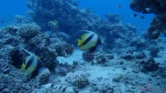 Ras Al Yamanya — Dive Site in Aqaba, Jordan