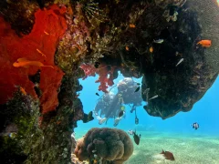 Yellowstone Reef — Dive Site in Aqaba, Jordan