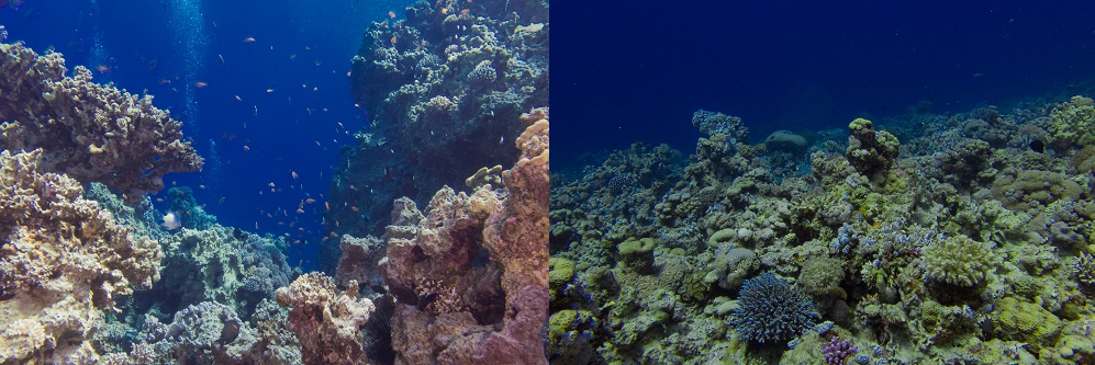 Блю корал (Blue Coral)