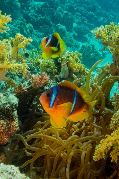 Киви Риф (Kiwi Reef)