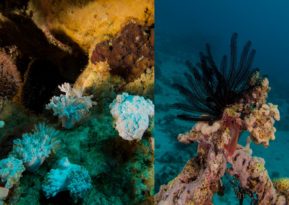Power Station Dive Site — Aqaba, Jordan, Red Sea