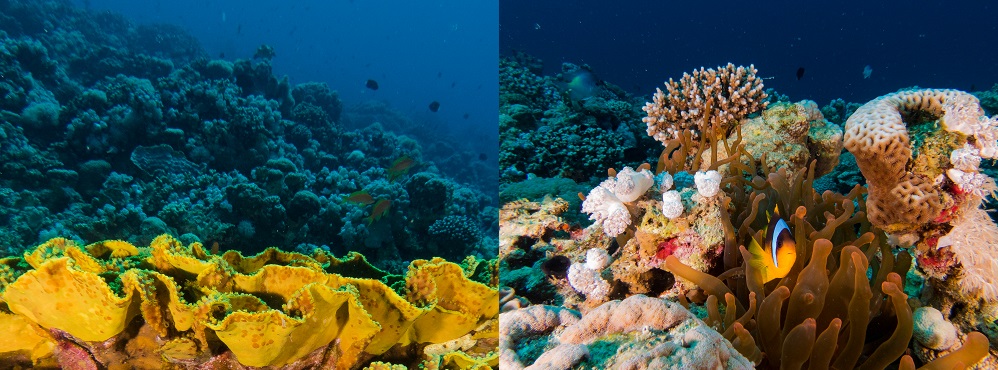 Power Station Dive Site — Aqaba, Jordan, Red Sea