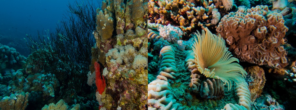 Power Station Dive Site — Aqaba, Jordan, Red Sea