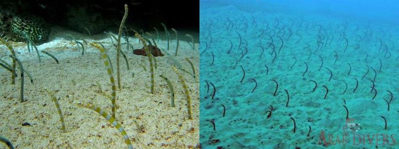  Aqaba Dive Site | Ras Al Yamanya 