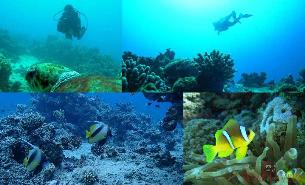  Aqaba Dive Site | Ras Al Yamanya 