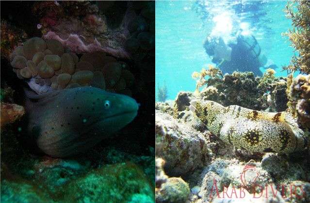  Aqaba Dive Site | Ras Al Yamanya 