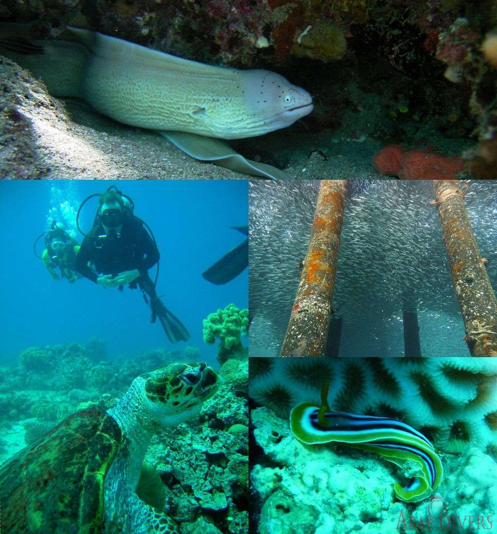 Black Rock | Aqaba, Jordan, Red Sea