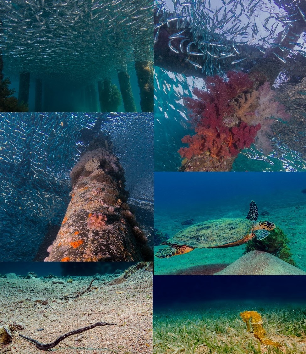 Black Rock | Aqaba, Jordan, Red Sea