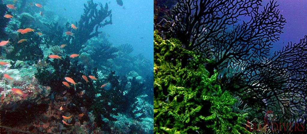 Black Rock | Aqaba, Jordan, Red Sea