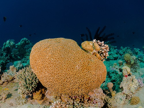  Rainbow Reef | Aqaba, Jordan – Red Sea