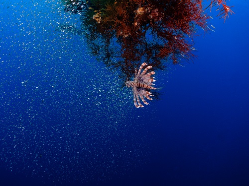  Rainbow Reef | Aqaba, Jordan – Red Sea