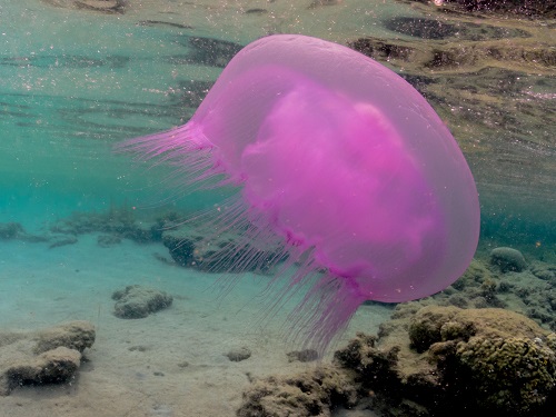  Rainbow Reef | Aqaba, Jordan – Red Sea