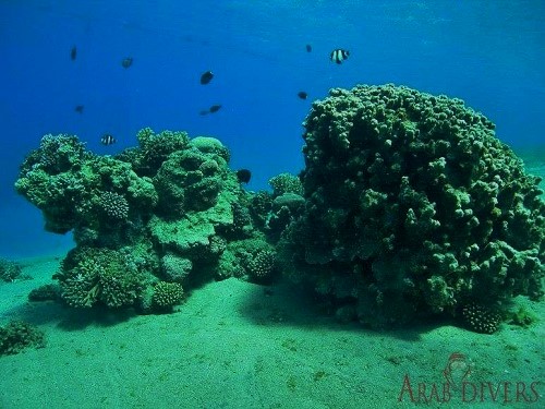  Rainbow Reef | Aqaba, Jordan – Red Sea