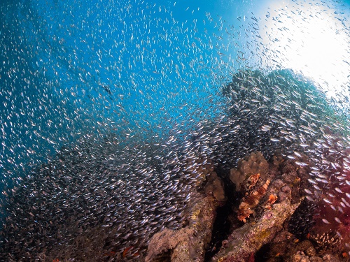  Japanese Gardens | Aqaba, Jordan, Red Sea