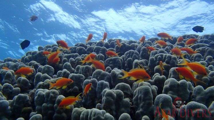  Japanese Gardens | Aqaba, Jordan, Red Sea