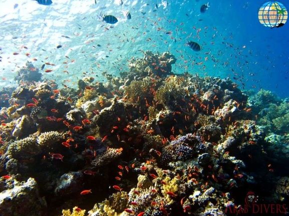  Japanese Gardens | Aqaba, Jordan, Red Sea