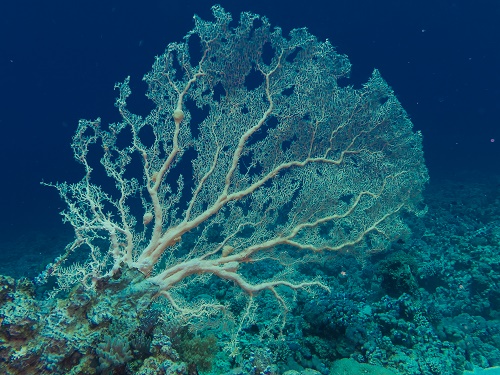 Gorgon I Aqaba, Jordan, Red Sea
