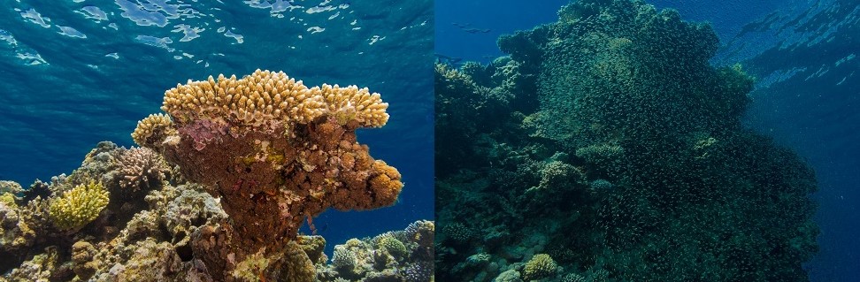  Gorgon I Aqaba, Jordan, Red Sea