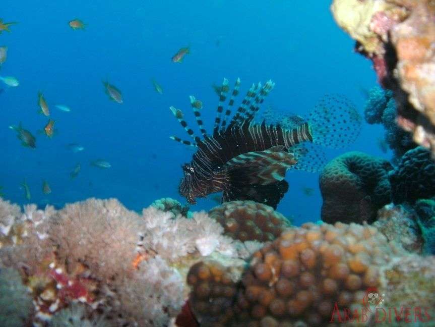  New Canyon | Aqaba-Jordan-Red Sea