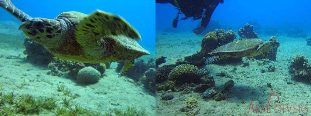  New Canyon | Aqaba-Jordan-Red Sea