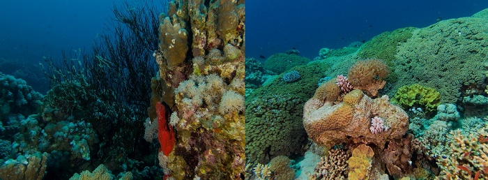 Colorful coral reefs, Eel Canyons, Red Sea.