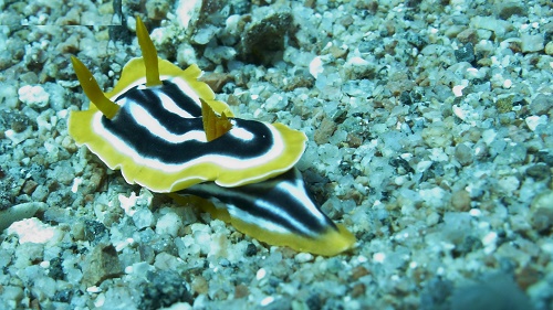 Eel Canyons | Aqaba, Jordan, Red Sea