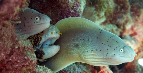 Fishes peek from a rock, Eel Canyons, Red Sea.