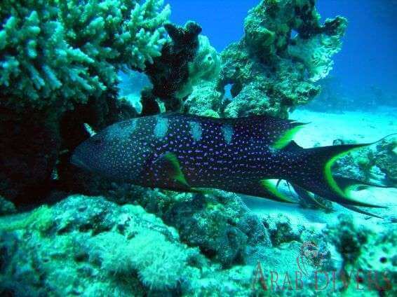 Colorful coral reefs, Eel Canyons, Red Sea.