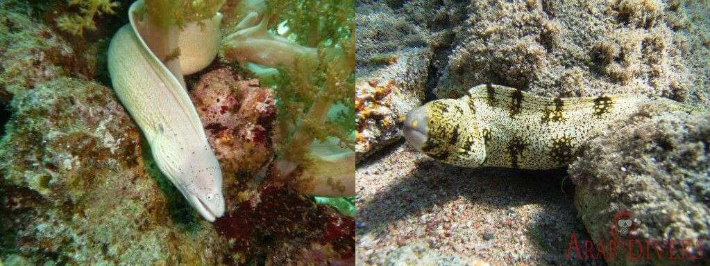 Fishes peek from a rock, Eel Canyons, Red Sea.